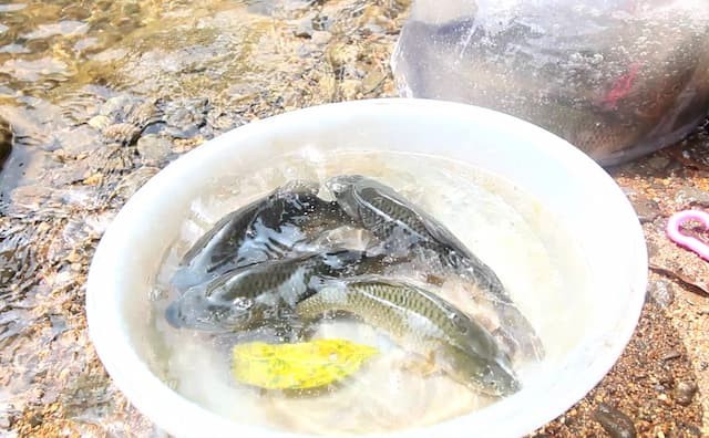 ikan yang akan di tebar oleh ola
